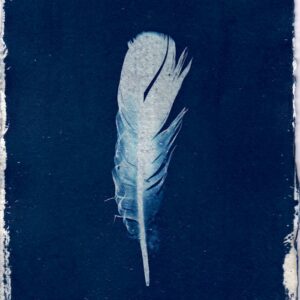 A striking cyanotype photograph of a single feather on a deep blue background.