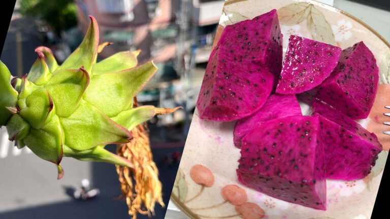 dragon fruit