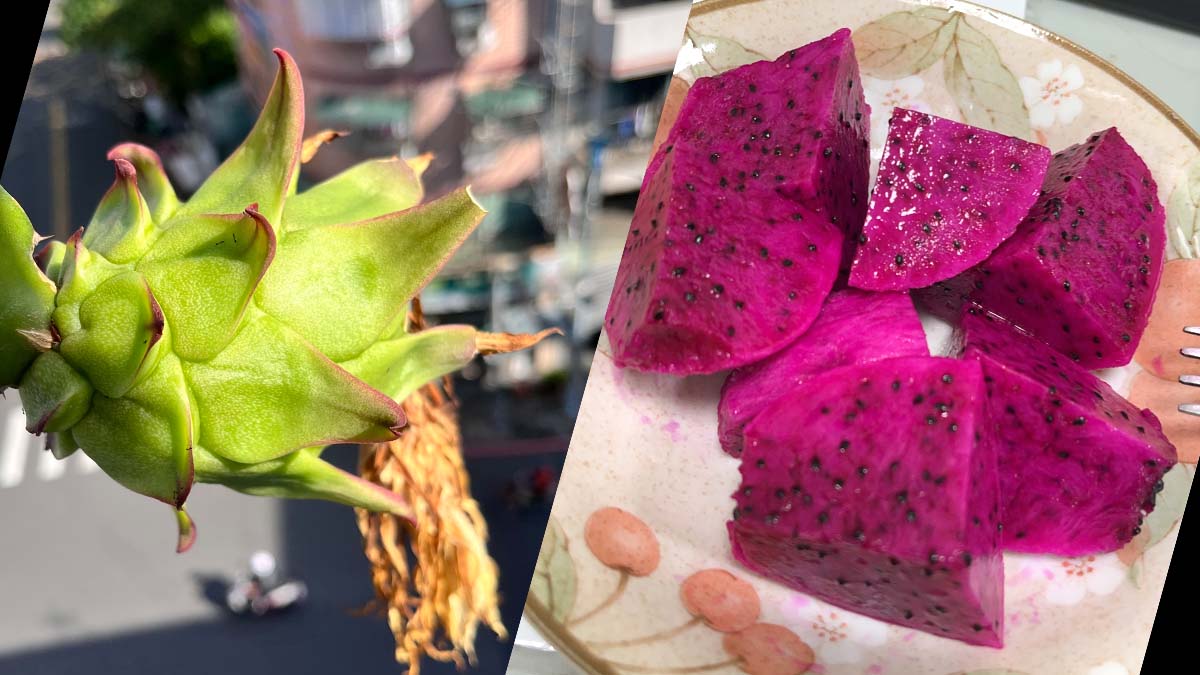 dragon fruit