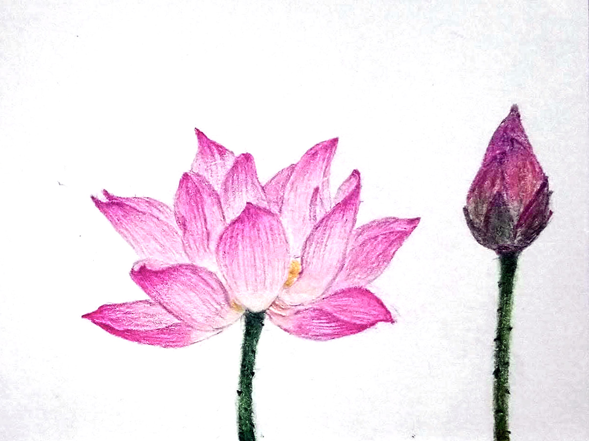 Lotus and Bud