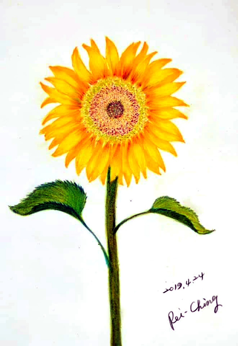 Still Radiant Sunflower